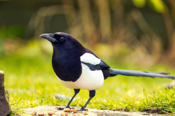 Eurasian Magpie (Pica pica)