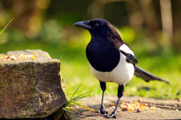 Black and white Magpie in a garden in Wales.