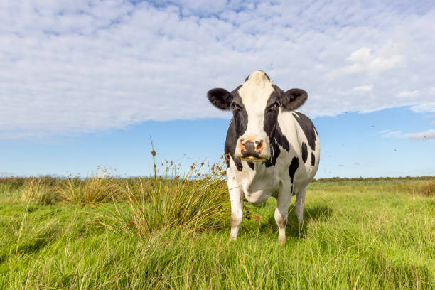 istock Large cow black and white, milker cattle in green field, in front view, blue sky 2204867934