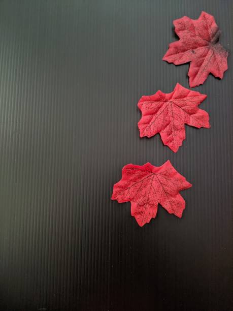 istock Red artificial autumn leaves isolated on black background. copy space, flat lay fall leaves, invitation design, leaves template, autumn greeting card, fall season background 2204868322