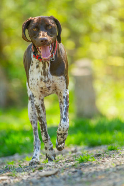 istock Hound dog playing in a sunny forest. 2204868609