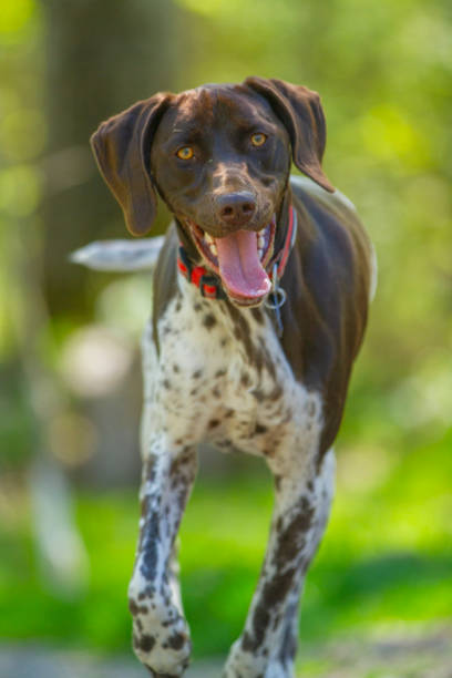 istock Hound dog playing in a sunny forest. 2204868619