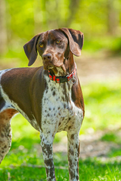 istock Hound dog playing in a sunny forest. 2204868636