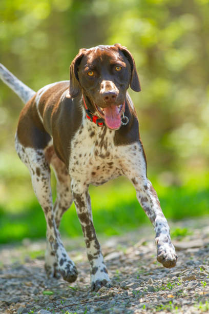 istock Hound dog playing in a sunny forest. 2204868637