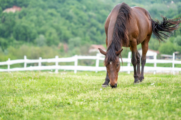 a brown horse in the meadow grazes grass, walks outside, in the yard, eats