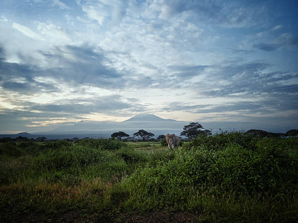 safari in south africa