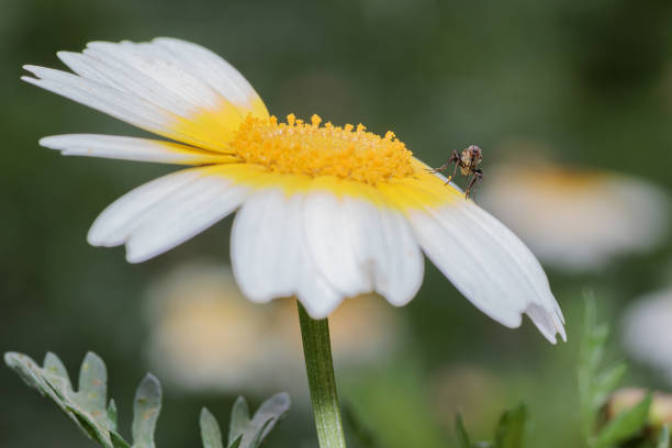 Macro photography of a small fly exploring a white and yellow daisy flower in a garden
