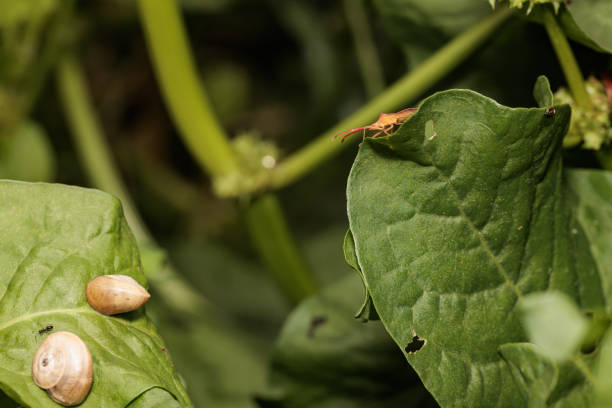 Close-up of insects and snails populating green leaves in natural environment
