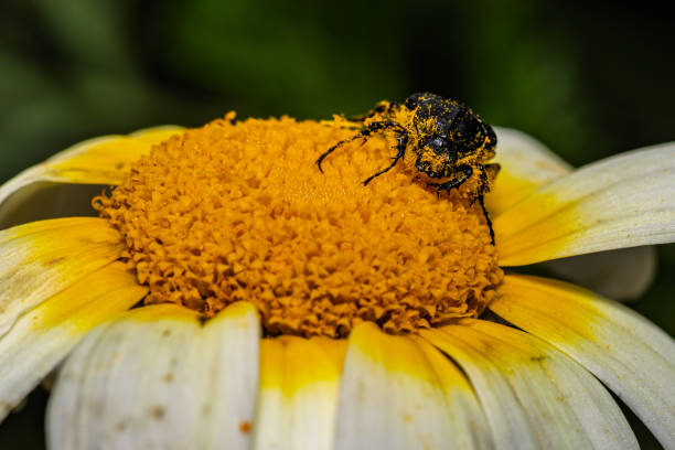 Black beetle covered in yellow pollen eating the center of a white and yellow crown daisy flower