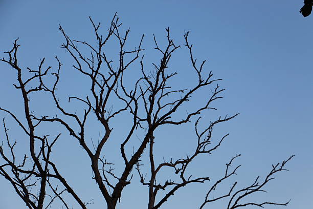 Dark branches without leaves and evening blue sky background