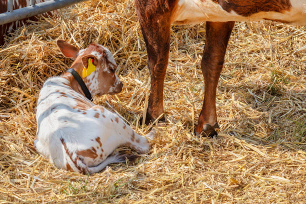 A newborn calf tentatively sniffs a farmer's hand in a warm, straw-bedded pen, symbolizing the gentle care given to young livestock on the farm.