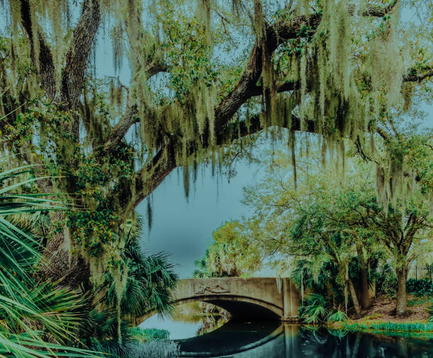 istock Spanish Moss Bridge in Tranquil Park Setting, Historic Stone Bridge Beneath Moss-Draped Oak Trees, Serene Waterfront Path with Overhanging Moss 2204875993