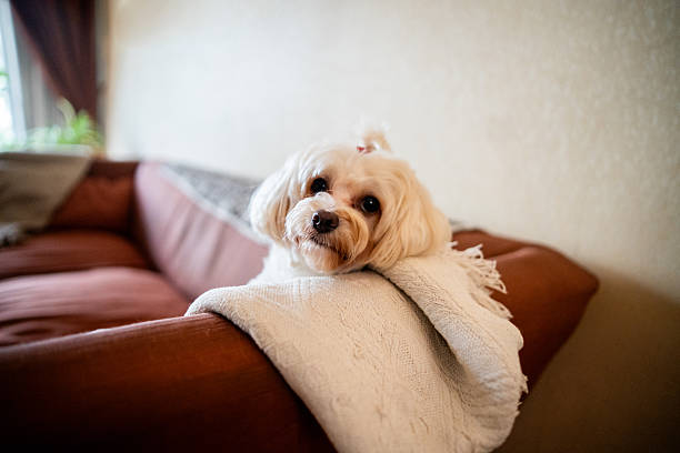 Dog on sofa at home