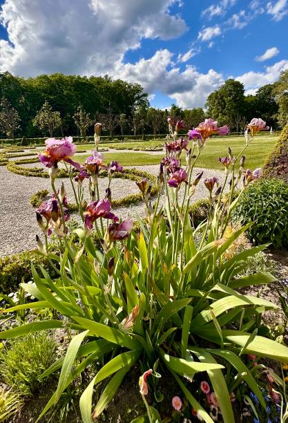 istock Beautiful Garden with Blooming Flowers 2204876674