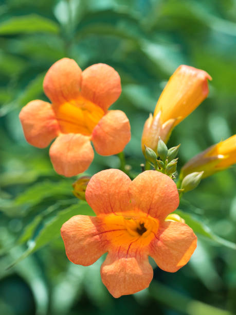 istock Orange trumpet creeper in the green garden 2204877302