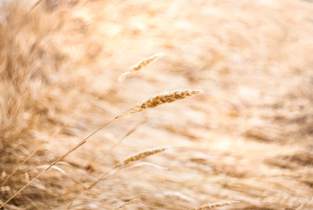 Tall golden and brown reeds bend gracefully in a warm afternoon breeze, illuminated by sunlight. The background remains softly blurred, creating a serene atmosphere.