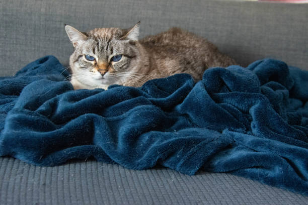 This is a close-up shot of a cat with striking blue eyes. The cat has a tabby pattern with a mix of gray and beige fur. Its ears are pointed, and it appears to be peeking over a blue blanket or piece of fabric. The cat s gaze is direct, making eye contact with the viewer.