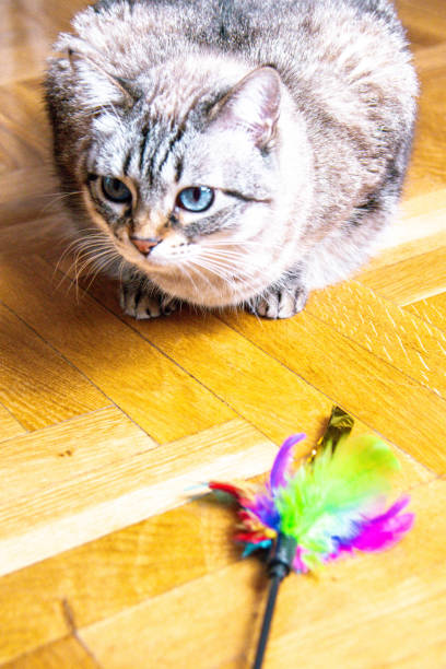 istock Mesmerizing Blue Eyes: A Close Encounter with a Curious Tabby Cat Emerging from a Sea of Blue 2204877946