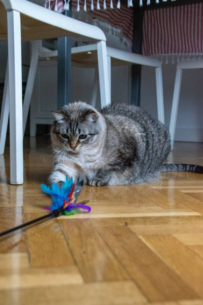 istock Engrossed in Play: A Gray Tabby Cat s Joyful Encounter with a Feathered Toy 2204877993