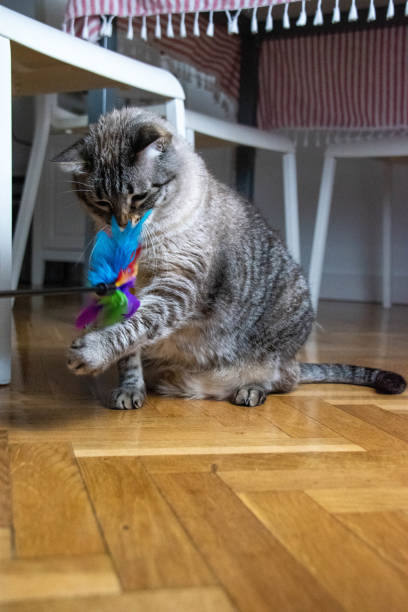 istock Engrossed in Play: A Gray Tabby Cat s Joyful Encounter with a Feathered Toy 2204877994