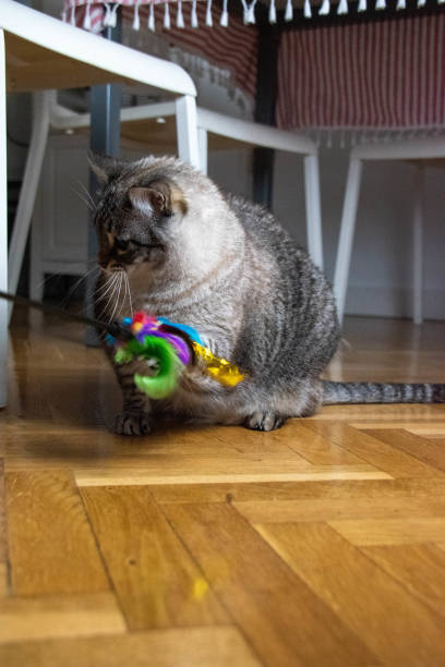 istock Engrossed in Play: A Gray Tabby Cat s Joyful Encounter with a Feathered Toy 2204877998