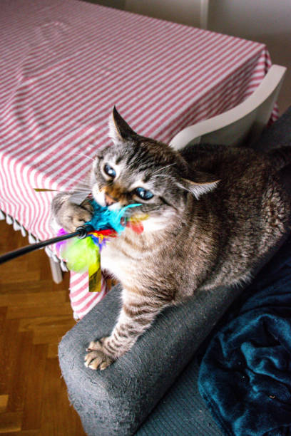 istock Engrossed in Play: A Gray Tabby Cat s Joyful Encounter with a Feathered Toy 2204878046