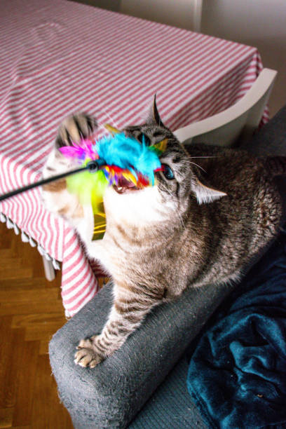 istock Engrossed in Play: A Gray Tabby Cat s Joyful Encounter with a Feathered Toy 2204878050