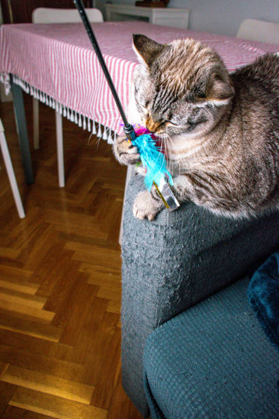 istock Engrossed in Play: A Gray Tabby Cat s Joyful Encounter with a Feathered Toy 2204878065