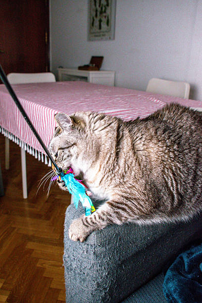istock Engrossed in Play: A Gray Tabby Cat s Joyful Encounter with a Feathered Toy 2204878066