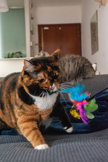 istock Couchside Contemplation: A Tortoiseshell Cat Relaxing on a Gray Couch with a Teal Blanket 2204878603