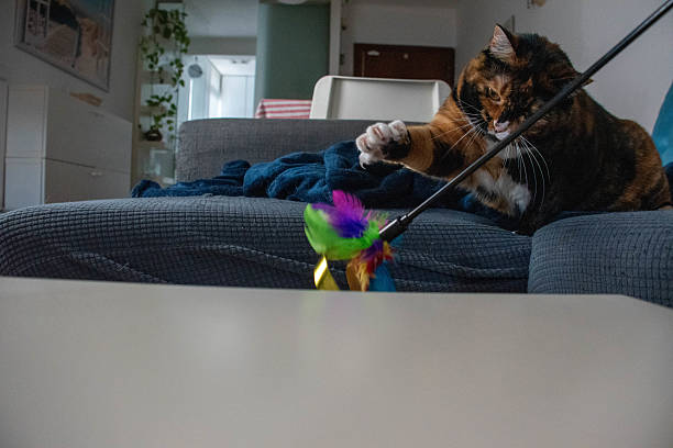 istock Couchside Contemplation: A Tortoiseshell Cat Relaxing on a Gray Couch with a Teal Blanket 2204878677