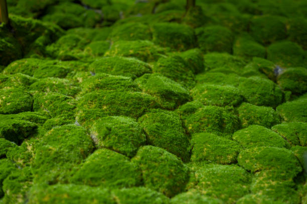 Green lawn for indoor landscape decoration
