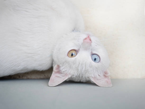 Close to Khao manee Cat have diamond 2 colors on the eyes.