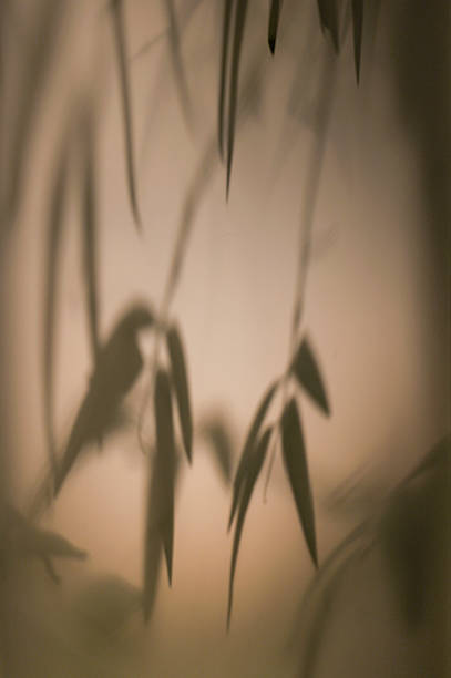 Shadow background of bamboo leaves on the wall