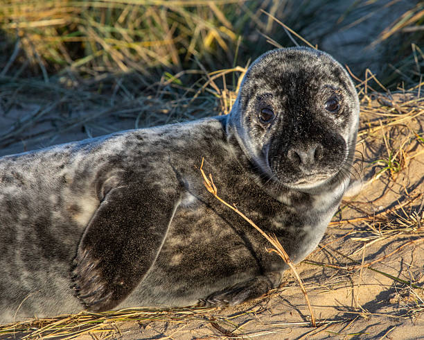 istock Atlantic Grey Seal in Norfolk, UK 2204882260