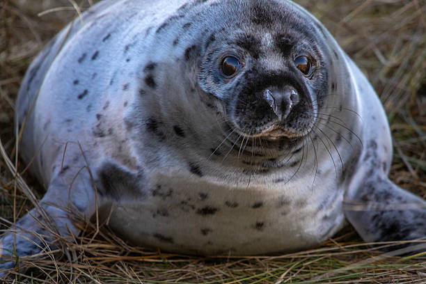istock Atlantic Grey Seal in Norfolk, UK 2204882313