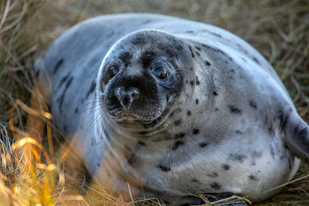 istock Atlantic Grey Seal in Norfolk, UK 2204882314