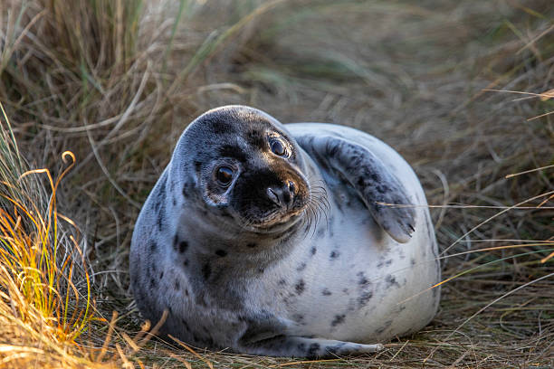 istock Atlantic Grey Seal in Norfolk, UK 2204882327