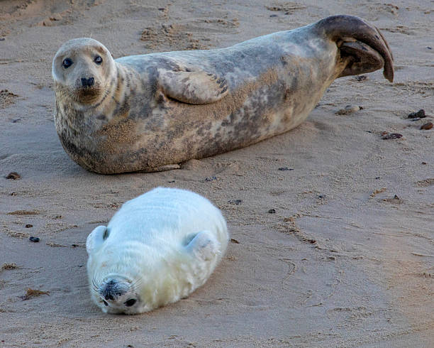 istock Seals at Horsey Beach in Norfolk, UK 2204882354