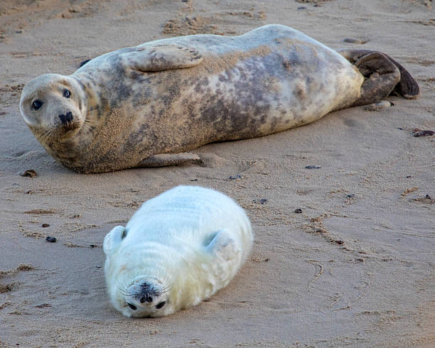 istock Seal at Horsey Beach in Norfolk, UK 2204882366