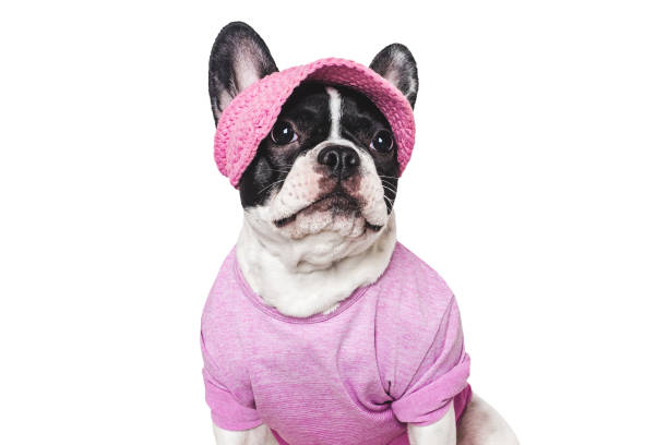 istock Cute puppy, sports jersey and cap. Preparing for training 2204882751