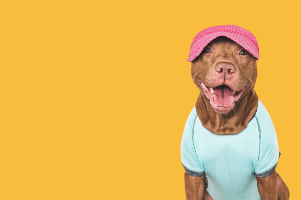 istock Cute dog, sports jersey and cap. Preparing for training 2204882776