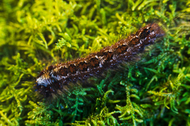 istock Pine tree lappet moth, dendrolimus pini wildlife caterpillar on moss. Macro animal background 2204885390