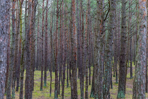 istock Close-up of pine tree trunks in a dense pine forest. 2204885532