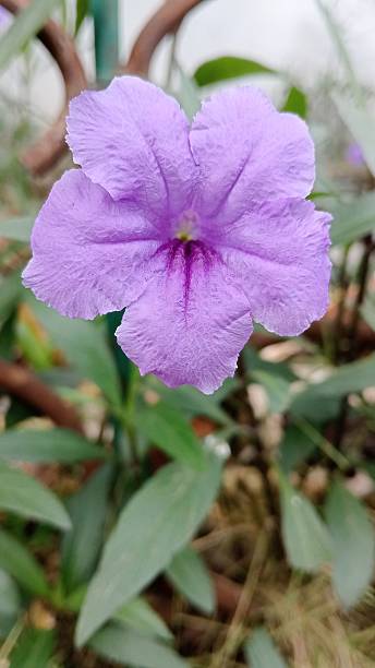 istock Purple Kencana Flower 2204885667