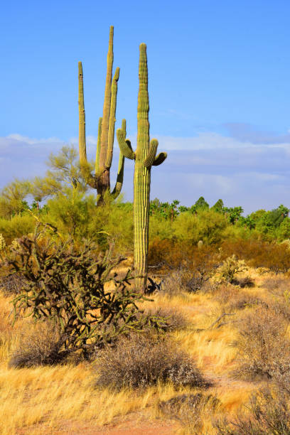 istock Landscape Sonora Desert Arizona 2204886770