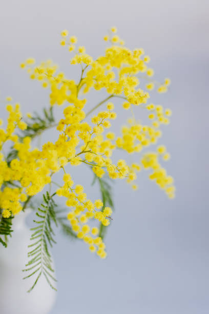 istock Beautiful Mimosa flowers in a white vase on light grey background. 2204889308