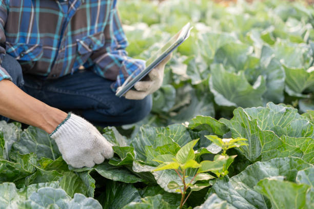 istock Farmers use the main data network in the internet, agricultural technology, work on crop data analysis by tablet ,technology for plantation data link with internet make a good plant organic product 2204890603