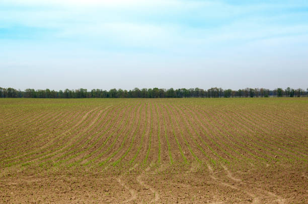 Wide cornfield with neat rows of young corn plants sprouting from soil. Field extends into the horizon, bordered by trees and set against a clear sky, symbolizing early stages of agricultural growth.
