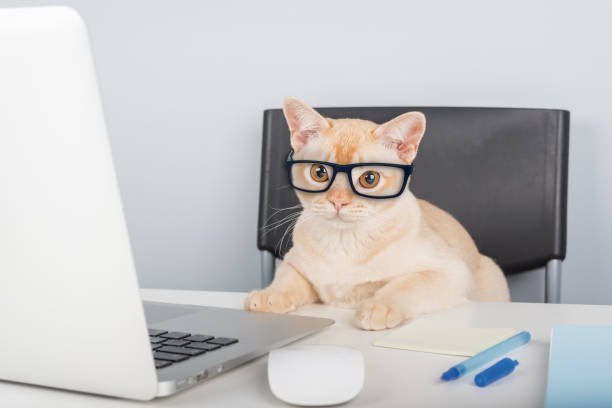 istock Burmese cat sitting at laptop indoors. 2204892829